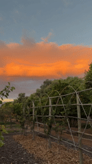 Rural South African farm life captured in evening documentation