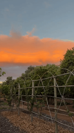 Rural South African farm life captured in evening documentation