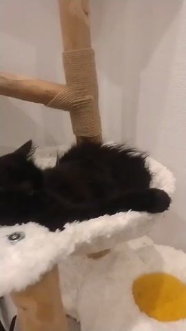 A black cat with green eyes lies on a fluffy white surface, likely a pet bed or cushion. The cat is positioned on its side, facing to the left of the frame. Its fur is long and appears to be well-groomed. The background is blurred, but suggests an indoor environment with a neutral-colored wall and a portion of a cat tree with wooden poles wrapped in rope. A hand enters the frame from the top right and gently pets the cat's head. The cat's eyes are partially closed, and it appears relaxed and content under the petting.