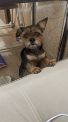 Small dog shares affectionate morning moment with owner in Sochi
