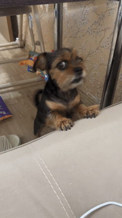 Small dog shares affectionate morning moment with owner in Sochi