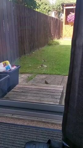 The video shows a backyard scene. In the foreground, a dark umbrella is partially visible on the right side. A sliding glass door is in the middle, with a doormat and a sandal below it. Beyond the door, a wooden deck extends into a grassy yard bordered by a wooden fence. Two blue trash bins are positioned to the left of the deck. Several small birds are scattered on the concrete patio and the grass, appearing to forage. One bird is standing on the wooden deck. The backyard is well-lit, suggesting daytime.
