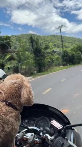 A close-up shot shows a fluffy, light brown dog with its head turned to the right, looking at something off-camera. The dog is wearing a dark collar. It is sitting on a motorcycle, with the handlebars and dashboard visible in the foreground. The background shows a winding road through a lush, green, tropical landscape. Mountains covered in dense vegetation rise in the distance under a cloudy sky. The video appears to be filmed from the perspective of the motorcycle rider.