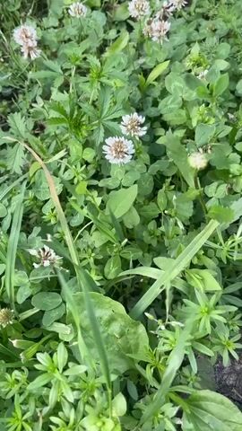 The video shows a patch of green grass and clover with several white clover flowers. The camera pans slowly across the scene, focusing on the different plants and flowers. The lighting suggests it is daytime, and there is no visible sign of human activity. The overall environment appears to be a natural outdoor setting, possibly a lawn or a meadow.