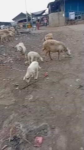 A flock of sheep graze and wander in a dusty, outdoor area. The ground is dirt and debris. In the background, there are several simple buildings, some appearing to be market stalls or workshops, with corrugated metal roofs. A few people are visible in the distance, walking near the structures. A bicycle is parked in front of one of the buildings. The sheep, including adults and lambs, are the primary focus of the video, with some individuals eating from the ground and others standing. The overall environment suggests a rural or semi-urban setting, possibly a market or a place where livestock are kept.