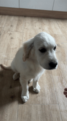 Rainy Morning Life in Burgas: Puppies, Construction, Commuting