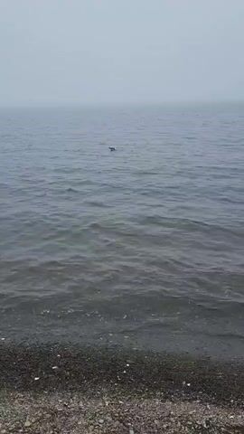 A grainy, low-resolution video shows a grey, foggy body of water. A dark, indistinct object, possibly a bird or a seal, is visible swimming in the middle distance. The foreground shows a rocky shoreline with small waves lapping at the edge. The overall atmosphere is muted and somewhat melancholic.