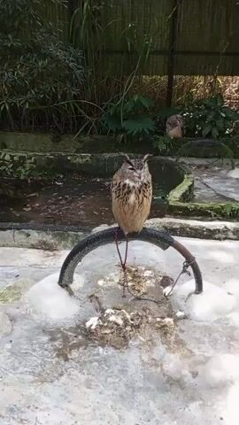 A large owl sits perched on a metal bar above a pool of water in an outdoor enclosure. The owl has brown and white patterned feathers and prominent ear tufts. Another, smaller owl is visible in the background, partially obscured by foliage. The enclosure appears to be a zoological or wildlife park, with concrete walkways and lush greenery. The overall scene suggests a captive environment for these birds of prey.