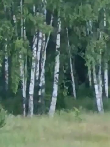 A video captures a grove of birch trees. The trunks are predominantly white with dark, irregular markings, and they are covered in lush green leaves. The trees are densely packed, creating a dappled effect of light and shadow on the forest floor. In the foreground, a patch of dry, golden grass suggests an open area adjacent to the woods. The overall scene is serene, with the gentle sway of the branches indicating a slight breeze. The lighting suggests it could be daytime, likely morning or late afternoon, given the soft, diffused light. No people or animals are visible. The setting appears to be a natural environment, likely a forest or woodland area on the outskirts of a rural location, consistent with the provided context of Smolino, Russia. There is no visible text in the video.
