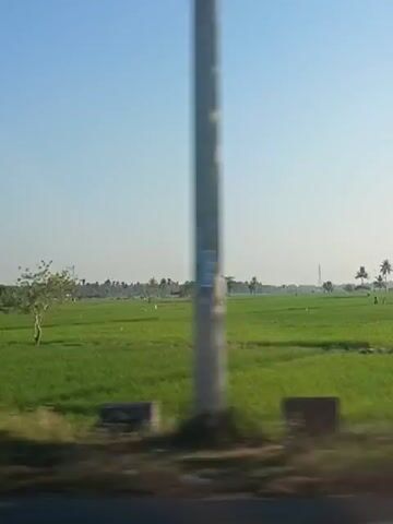 The video captures a view of a lush green agricultural field under a clear blue sky, likely taken from a moving vehicle. Several tall, slender palm trees are visible scattered across the landscape, along with a smaller, leafy tree in the middle distance. In the background, a line of trees and some structures suggest the presence of a village or settlement. The camera appears to be panning or the vehicle is moving, creating a slight blur on the foreground elements, which include what looks like the edge of a road or embankment with some dry vegetation. The overall scene is peaceful and rural, dominated by the vibrant green of the crops and the expansive sky.