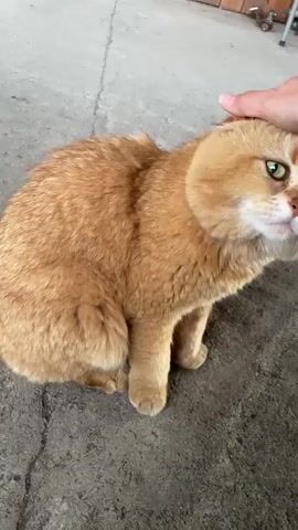 The video shows a close-up of a fluffy, orange cat with green eyes. A person's hand is gently petting the cat's head. The cat is sitting on a rough, gray concrete surface, which appears to be outdoors. In the background, there is a wooden structure and what looks like part of a white plastic chair or bin. The lighting suggests it is daytime, possibly outdoors with some natural light. The cat's expression is somewhat languid, and it seems to be enjoying the petting. There is no visible text in the video. The overall scene is calm and intimate, focusing on the interaction between the person and the cat.