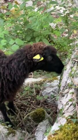 A sheep is standing by a rock in a forest or wooded area. The sheep has dark brown wool, a black face, and a yellow tag on its ear. It seems to be eating or rubbing its face against the rock, which is covered in vines and moss. The surrounding area is rocky and has green plants and small trees. A thin wooden pole moves through the frame in the background.