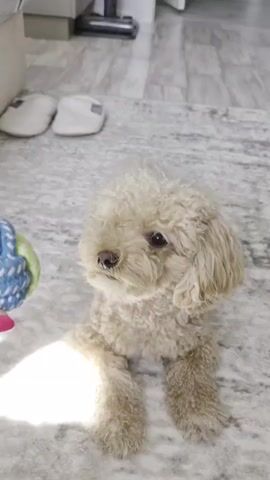A woman's hand with bright pink fingernails holds a small, multi-colored ball in front of a light brown poodle. The poodle is lying down on a patterned rug. The woman moves the ball up and down and then throws it. The poodle stands up and runs after the ball down a hallway. The hallway has a gray wood-like floor and a white rug. There is a vacuum cleaner in the background, along with some furniture.