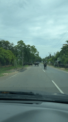 Water buffalo herd crosses road in Lunugamvehera, Sri Lanka