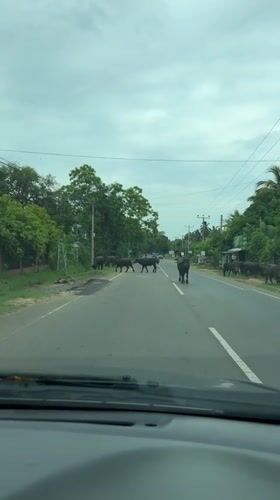 Water buffalo herd crosses road in Lunugamvehera, Sri Lanka