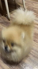 Pets feed and play in domestic settings