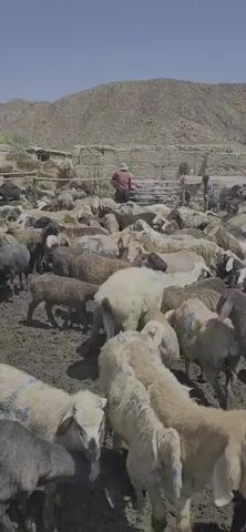 The video shows a large flock of sheep in an outdoor enclosure. The ground appears to be muddy. In the background, there are several people tending to the sheep, some standing and some possibly herding them. There are also vehicles and structures visible in the distance, suggesting a rural or agricultural setting. The sheep are of various colors and sizes, and they are densely packed together. The overall impression is one of a livestock gathering or market.