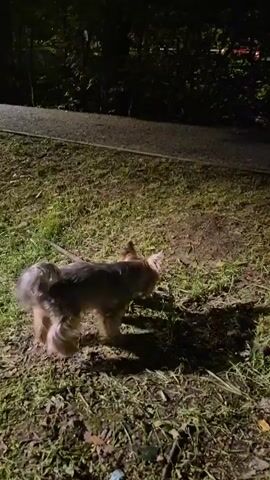 A small dog with tan and gray fur walks on grass next to a paved path at night. The dog is wearing a leash. The background is dark and out of focus, with trees visible.
