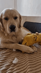 Golden retriever rests with toy in Budva home