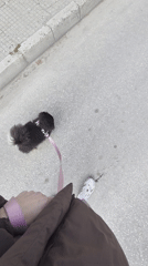 Dog walker spotted with black Pomeranian in Plovdiv