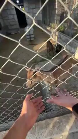 Here is a description of the video. 
The video shows a person standing outside of a chain-link fence in what appears to be a petting zoo. Inside the enclosure are several goats, including a brown one in the foreground and a black and white one further back. The person's hands are visible at the bottom of the frame as they hold them out towards the goat. The ground inside the enclosure is dirt and there are some rocks and grass scattered around. A stone structure can be seen in the background, partially obscured by the fence. The video is shot from a first-person perspective, and the camera moves slightly during the recording.