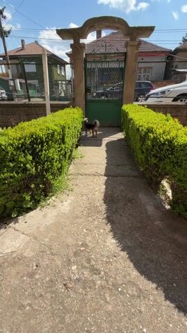 The video shows a small Yorkshire terrier walking towards the camera on a concrete path. The path is bordered by green hedges, leading up to a green gate under a concrete archway. Houses are visible in the background under a blue sky with some clouds. The dog has light brown and dark grey fur, and its ears are perked up as it moves forward. A person's voice is heard calling the dog's name, "Machu". The dog moves directly toward the camera until the video ends.