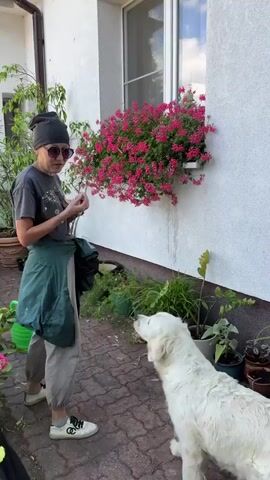 A person wearing a dark beanie, sunglasses, and a grey t-shirt with a green apron or vest tied around their waist stands outside next to a white wall with a window box full of pink flowers. They are holding a small bundle of plant cuttings in their left hand and appear to be offering something from their right hand to a large white dog. The dog, an English Cream Golden Retriever, is looking up at the person attentively, with its front paws slightly raised. In the foreground, a smaller black and white dog is visible, also looking towards the person. The ground is paved with bricks or stones, and various potted plants are arranged around the area. The person is standing and the dogs are on the ground. The scene appears to be a garden or patio area.