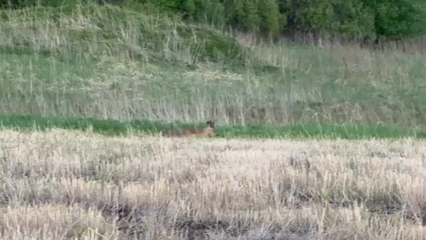 The video shows a Roe deer in a field of dry grass. In the background, there is a grassy hill and some trees. The deer is brown and appears to be alert, looking around its surroundings.