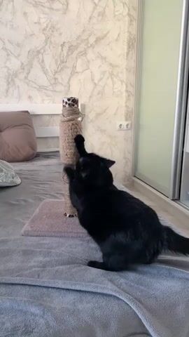 A black cat is scratching a beige sisal rope-covered scratching post on a bed with a grey blanket. The scratching post has a leopard print fabric at the top. The cat is on its hind legs, with its front paws extended and claws dug into the post. The cat's head is tilted back and its mouth is open. The cat then jumps off the scratching post and turns to face the camera. The cat's tongue is sticking out slightly. The room is a bedroom with a marble-patterned wallpaper and a closet door in the background.