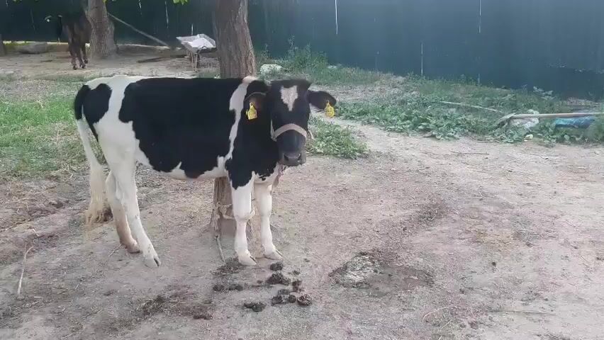 A young black and white calf stands tethered to a tree in a dusty yard. A young girl wearing a red shirt and red shorts stands to the right of the frame, observing the calf. The calf turns its head and appears to look at the girl. The girl then walks away to the right. The background consists of grass, a dark fence, and a field of crops. There are some piles of manure on the ground near the calf.