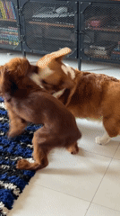 Dogs play on rug in Chang Phueak, Thailand