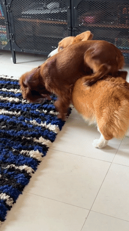 Dogs play on rug in Chang Phueak, Thailand