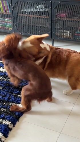 Dogs play on rug in Chang Phueak, Thailand