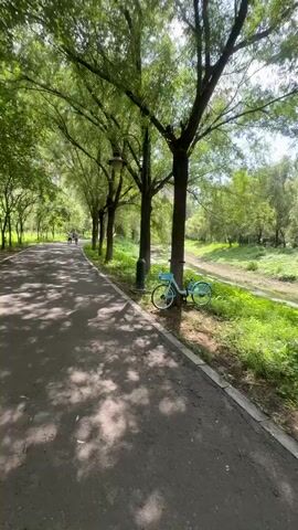 The video shows a tree-lined park path. The path is paved and has a curb. On the right side of the path, there is a grassy area with a shallow stream or ditch. Several trees line the path, casting shadows on the ground. A blue bicycle is leaning against a tree. In the background, there are more trees and greenery. The video also briefly shows a person walking on the path from a first-person perspective, wearing denim shorts and sandals, holding a white object. Two other people are seen walking ahead on the path, their feet visible. The overall scene is a peaceful outdoor environment, likely a park or recreational area.