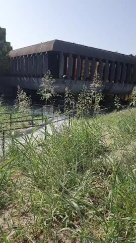 A video displays a view of an overpass from a grassy area. The overpass is a concrete structure supported by pillars and appears to be old or abandoned. Tall grasses and some reeds are in the foreground, obscuring a clear view of the ground beneath the overpass. A fence runs along the edge of a paved path that leads towards the overpass. The sky is clear and bright. There are no people or animals visible in the video.