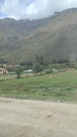 The camera films out the window of a moving vehicle, driving on a dirt road past a green field where multiple light brown cows graze. Beyond the field, a large green mountain range rises under a cloudy sky. Some buildings can be seen in the middle ground along with trees and telephone poles. The camera passes a large tree at the side of the road.