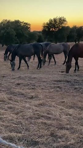 A video shows a group of horses grazing in a field at dusk. The horses are of various colors including black, bay, and grey. They are spread out across the field, with their heads down, eating grass. The sun is setting in the background, casting a warm orange glow across the sky and silhouetting the trees. The field is covered in dry grass and hay. The video appears to have been filmed from a low angle, with a fence visible in the foreground. The overall atmosphere is peaceful and serene.