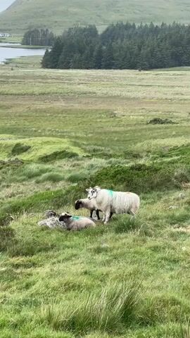 This is a vertical, medium shot of a pastoral landscape in Newry, United Kingdom. The foreground is dominated by a grassy hillside with patches of taller, wilder grass and some rocks. In the middle ground, three sheep are grazing or resting. One larger white sheep stands, while two smaller, darker sheep are lying down. The sheep are marked with green paint on their backs.

Beyond the sheep, the landscape opens up into a wide, green valley. In the distance, a dense forest of dark green trees forms a thick band across the middle ground. To the left of the forest, a body of water, possibly a lake or a bay, is visible, with a few buildings on its shore. A large, rolling hill, covered in a muted green vegetation, rises in the background, obscuring the sky.

The lighting suggests it is daytime, likely late morning or afternoon, with overcast or diffused light, creating a soft, natural atmosphere. The weather appears to be mild, possibly cloudy or misty, contributing to the serene and somewhat diffused visual quality of the scene. There is no visible text in the media file. The overall impression is one of peaceful, rural tranquility.