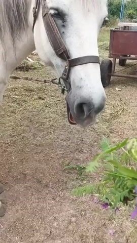 A white horse with a brown bridle is eating a bunch of flowers and greenery that is being held out to it by a human hand. The horse is positioned to the left of the frame, with its head turned towards the flowers in the center. The background is blurred, but appears to be an outdoor, possibly rural, setting with dirt and dry grass. The horse's mane is long and grey. The hand holding the flowers is Caucasian and has painted fingernails.
