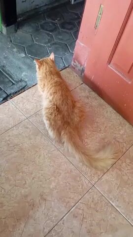Certainly! Here's a detailed description of the video:

**Scene:** The video shows an orange tabby cat, viewed from the rear, sitting on a tiled floor indoors. The cat is near a closed, red-painted door. Adjacent to the tiled floor is an outdoor area covered in gray, hexagonal paving stones. 

**Objects:**
*   The primary object is the orange tabby cat with a long tail.
*   A red-painted door is present, indicating an entrance or exit.
*   The floor is covered in beige tiles with a subtle pattern.
*   Outside is the gray, hexagonal paving stones and a small part of a white railing.

**Actions:**
* The cat is sitting still and appears to be looking out the door.
* The video is a static shot, with no apparent camera movement.

**Environment:** The setting appears to be an indoor space transitioning to an outdoor area near a door. The flooring and door suggest a home interior.

Let me know if you need more details!