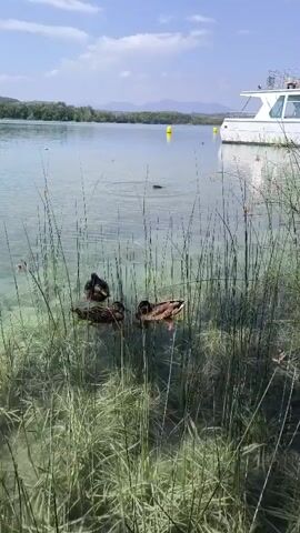 A wide shot captures a serene lake scene. In the foreground, tall green reeds sway gently in the clear, shallow water. Four ducks are visible in the water, nestled among the reeds. One duck, further back in the water, appears to be diving or searching for food. In the middle ground, the lake stretches out, with another duck swimming in the distance. A white boat with a canopy is docked in the right middle ground. Yellow buoys are dotted across the water in the middle ground. The background features a tree-lined shore and distant mountains under a bright blue sky with scattered clouds.