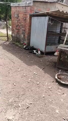 The video shows several Muscovy ducks gathered near a corrugated metal outbuilding and a brick structure. Two ducks are in the foreground, one standing and one with its head turned away. A third duck is visible in the background, also standing. Several other ducks are lying down or partially obscured near the outbuilding. The ground is dirt and debris, with a few scattered feathers and rocks. A shallow dish of murky water is in the lower right corner of the frame. The scene appears to be an outdoor farm or yard setting.