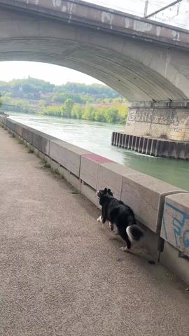 A black and white dog walks along a concrete sidewalk bordered by a concrete wall on one side and a river on the other, under a large concrete bridge. The dog moves along the wall, sniffing at it as it walks. Across the river, a distant hillside is covered in trees and buildings. The sky is partly cloudy, with the sun shining through in places. The concrete sidewalk is wet in places. The concrete wall is painted with graffiti. The river is green-tinted.