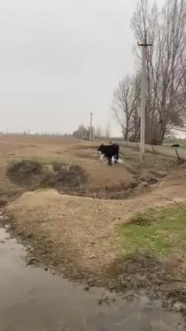 The video shows a black cow standing on a small mound of dirt in a rural landscape. The cow is tethered with a rope tied around its head and has some white markings. The surrounding area is muddy with patches of green grass, and there are bare trees and power lines in the background. The sky is overcast.