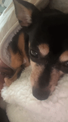 Man shares quiet morning moments with small dog in Sofia