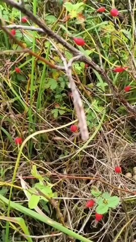 The video shows a close-up view of a bird's nest containing four eggs. The nest is made of twigs and grass and is located in a bush with red berries. The camera slowly zooms in on the nest, revealing the eggs within. The video is shaky at times, indicating it was likely filmed by hand.