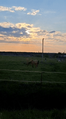 Horse grazes in fenced pasture at dusk in Russia