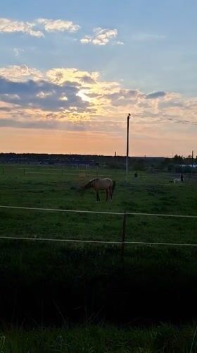 Horse grazes in fenced pasture at dusk in Russia