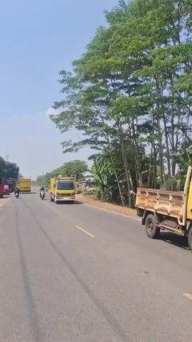 The video shows a bright, sunny day with a clear blue sky. It appears to be a rural or semi-rural area. A paved road runs horizontally across the frame, with the camera seemingly mounted on a moving vehicle, likely a motorcycle, given the perspective and slight motion blur. On the right side of the road, there is a lush line of tall trees and vegetation, including what appear to be banana plants. The road has a white solid line on the right edge and a broken yellow line marking the lanes.

Several vehicles are present. A yellow dump truck is moving away from the camera in the distance on the left side of the road. Closer to the camera, a yellow dump truck is in the right lane, also moving away. A person on a motorcycle, wearing a blue helmet and a dark jacket, is in the left lane, also moving away from the camera. Further ahead, another motorcycle with two people, one wearing a blue helmet and the other a black helmet, is in the left lane. Another yellow truck is visible in the distance on the left. The terrain appears to be flat. The overall impression is a typical scene of road traffic in a vegetated area on a clear day.