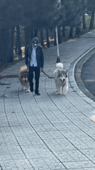 Man walks rare large dogs through Da Lat streets